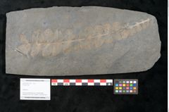 Foto (Objekt + Etikett) von Plantae indet.  (NHMW-GEO-2024-0188-11200)